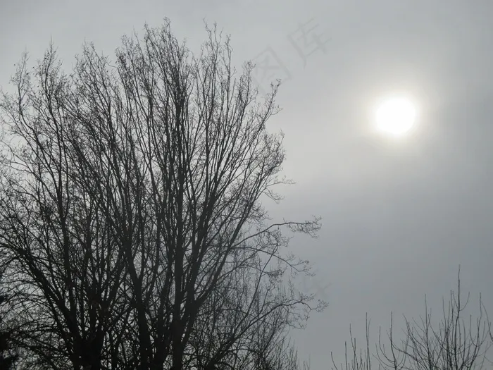 树，审美，自然，天空分支，太阳，有雾