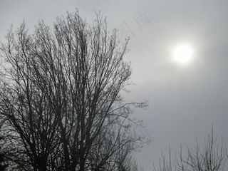 树，审美，自然，天空分支，太阳，有雾