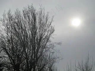 树，审美，自然，天空分支，太阳，有雾