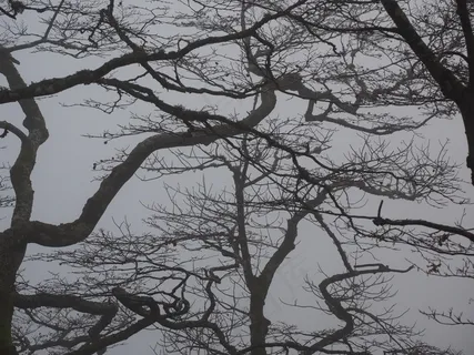 森林,树枝,审美,树木,树干,本书 森林,树枝,审美,树木,树干,本书