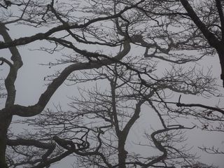 森林，树枝，审美，树木，树干，本书