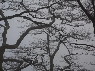 森林，树枝，审美，树木，树干，本书