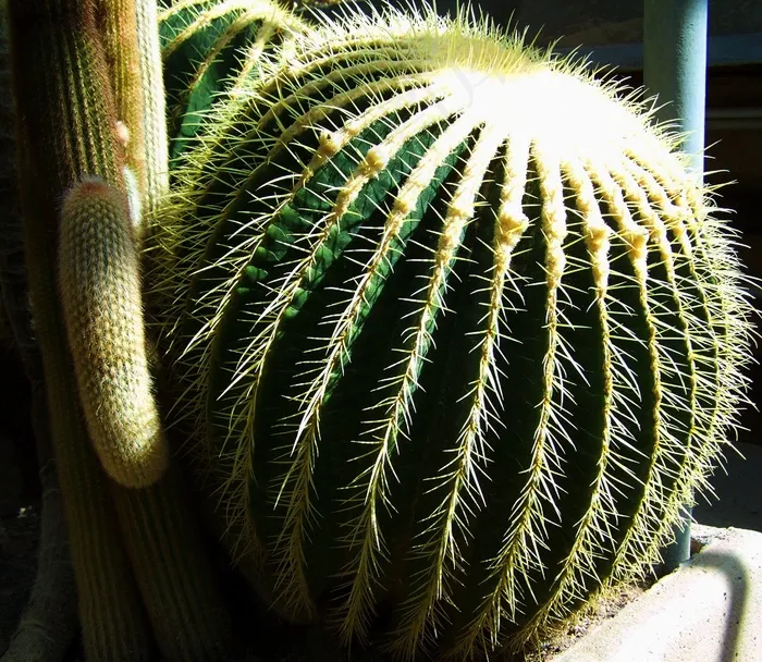 球仙人掌，墨西哥仙人掌，植物园
