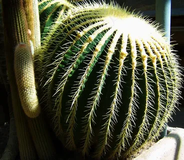 球仙人掌,墨西哥仙人掌,植物园 球仙人掌,墨西哥仙人掌,植物园