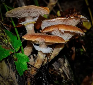 蘑菇，野，自然，森林，食品，自然，秋季