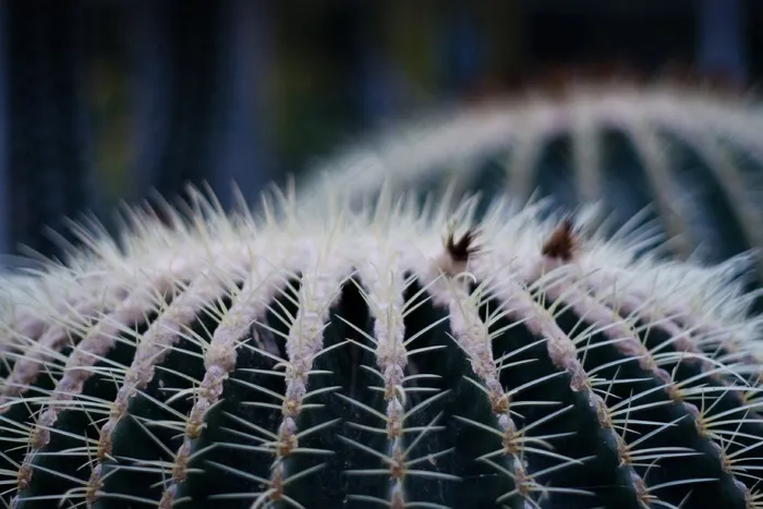 仙人掌，刺，植物，绿色，植物，性质，尖