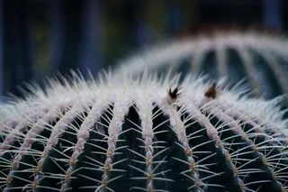 仙人掌，刺，植物，绿色，植物，性质，尖