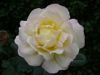 玫瑰，粉红色，花，花园，盛开，白，春天