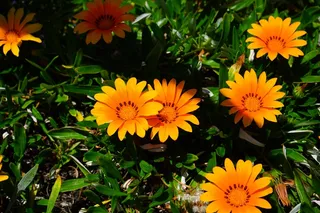 杂色菊，鲜花，黄色，橙色，盛开