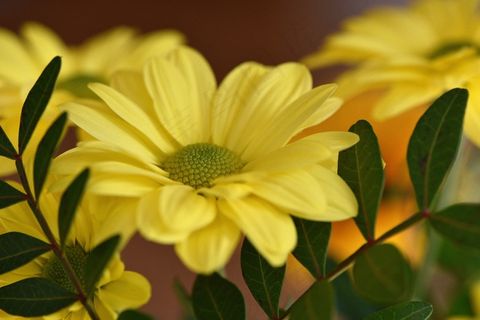 树雏菊，花，植物，黄色花，鲜花