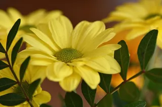 树雏菊，花，植物，黄色花，鲜花