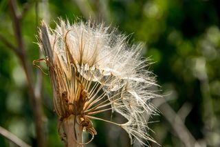 蒲公英，种子，阳光，公园，绿色，白色