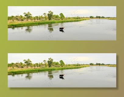 驼鹿，公牛，孤独，景观，野生动物，哺乳动物