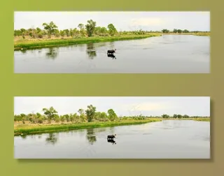 驼鹿，公牛，孤独，景观，野生动物，哺乳动物