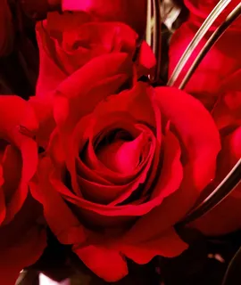 红色，玫瑰，红玫瑰，花，情人节，芽