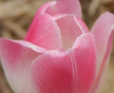 郁金香，花，粉红色，春天，花的，盛开，开花