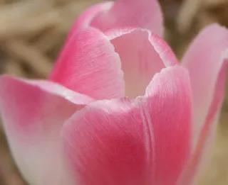 郁金香，花，粉红色，春天，花的，盛开，开花