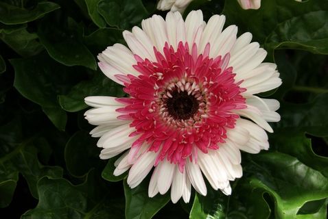 非洲菊雏菊,花,花的,自然,白色,红色,粉红色 非洲菊雏菊,花,花的,自然,白色,红色,粉红色