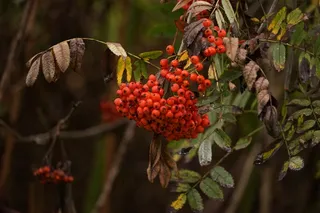 浆果，树，红色，关闭，Rowanberries，浆果红