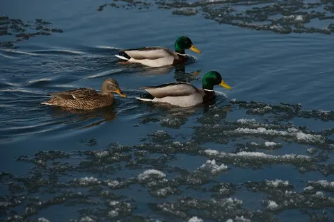 野鸭,水,冬天,雪,冰,河 野鸭,水,冬天,雪,冰,河