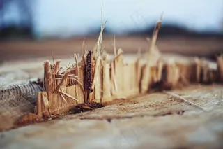 木材，切丝，树，自然，木，自然