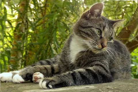 动物,猫,家猫,猫,灰白色,说谎 动物,猫,家猫,猫,灰白色,说谎