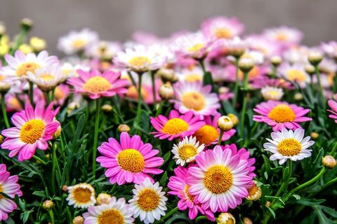菊花,粉红色,开花,厂,宏 菊花,粉红色,开花,厂,宏
