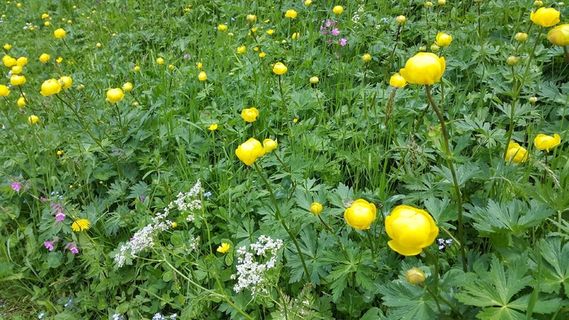 水，巴赫，苔，牧场，黄色，鲜花，性质