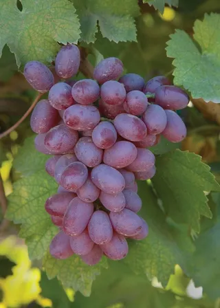 葡萄，葡萄，农业，酿酒厂，水果，收获