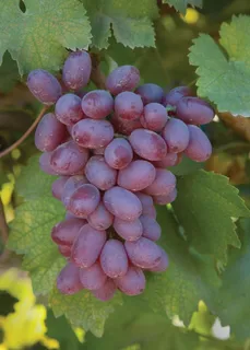 葡萄,葡萄,农业,酿酒厂,水果,收获 葡萄,葡萄,农业,酿酒厂,水果,收获