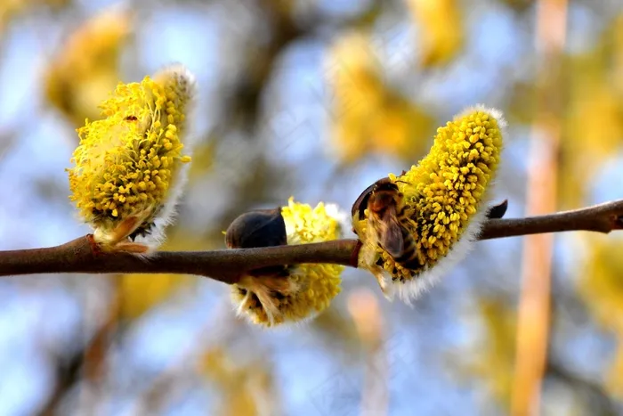 春天，植物，植物，自然，蜜蜂