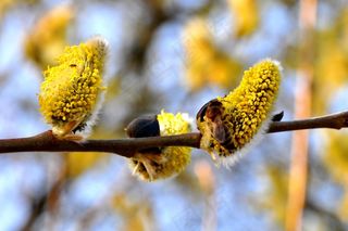 春天，植物，植物，自然，蜜蜂