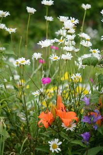 自然，花，宏，叶，背景，鲜花，植物