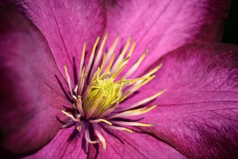 花卉,吉隆铁线莲,鲜花特写,荔波铁线莲,菊花,Laclématite