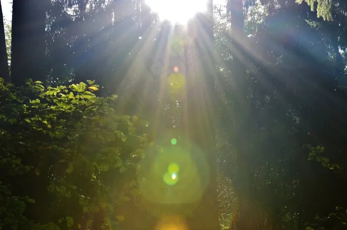 Morgenstimmung，森林，背光，光束