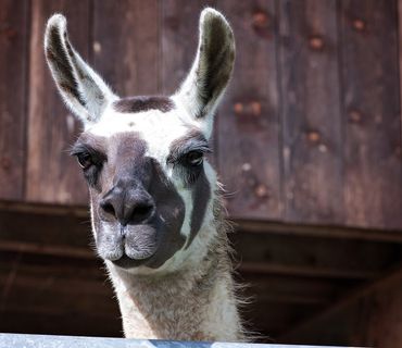 喇嘛，骆驼，Paarhufer，动物，喇嘛头，动物世界