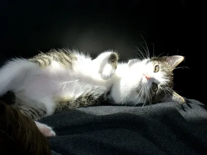 猫,说谎,家猫,宠物,可爱,休息,白 猫,说谎,家猫,宠物,可爱,休息,白