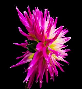大丽花,大理花,大丽菊,翠菊,江西腊,在黑色背景上的紫色大丽花花的特写镜头