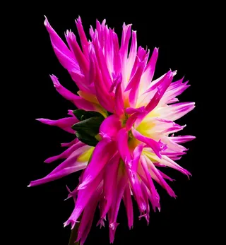 大丽花,大理花,大丽菊,翠菊,江西腊,在黑色背景上的紫色大丽花花的特写镜头