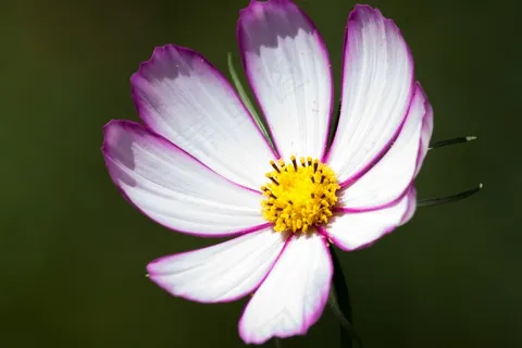 波斯菊,科莫Bipinnatus,波斯菊Cosmea Bipinnata 波斯菊,科莫Bipinnatus,波斯菊Cosmea Bipinnata
