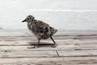 海鸥，小鸡，鸟，动物区系，鸟类，Ave，动物，翅膀