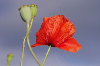 罂粟，开花，红色，花，关闭，光