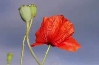罂粟，开花，红色，花，关闭，光