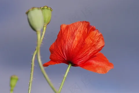 罂粟,开花,红色,花,关闭,光 罂粟,开花,红色,花,关闭,光