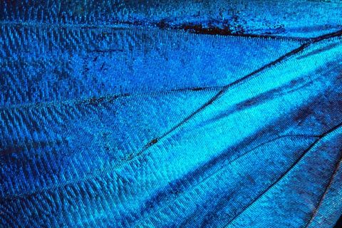 蝴蝶，异国情调，南美洲，亚马逊，虹彩