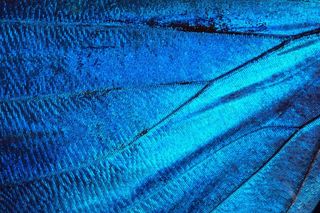 蝴蝶，异国情调，南美洲，亚马逊，虹彩