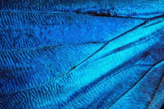 蝴蝶，异国情调，南美洲，亚马逊，虹彩