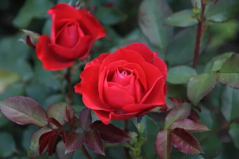 玫瑰,红色,花,玫瑰绽放,开花,盛开 玫瑰,红色,花,玫瑰绽放,开花,盛开