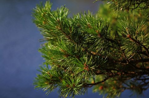 松，森林，松树，自然，树，景观