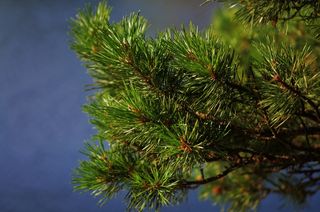 松，森林，松树，自然，树，景观